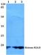 H2A Histone Family Member X antibody, A00241S130, Boster Biological Technology, Western Blot image 