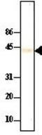 Protein Phosphatase, Mg2+/Mn2+ Dependent 1A antibody, NBP1-04333, Novus Biologicals, Western Blot image 