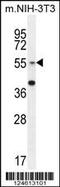 Glucosaminyl (N-Acetyl) Transferase 3, Mucin Type antibody, 55-537, ProSci, Western Blot image 