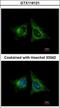 Heme Binding Protein 1 antibody, GTX116121, GeneTex, Immunofluorescence image 