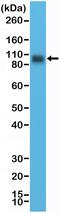 CD276 Molecule antibody, MA5-27898, Invitrogen Antibodies, Western Blot image 