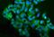 Matrix Metallopeptidase 15 antibody, A06396-1, Boster Biological Technology, Immunofluorescence image 