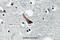 Gamma-Aminobutyric Acid Type A Receptor Alpha1 Subunit antibody, A02545, Boster Biological Technology, Immunohistochemistry frozen image 