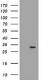 Pyrroline-5-Carboxylate Reductase 2 antibody, TA501901S, Origene, Western Blot image 