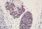 Autophagy Related 4D Cysteine Peptidase antibody, orb4510, Biorbyt, Immunohistochemistry paraffin image 