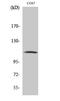 GRB2 Associated Binding Protein 1 antibody, STJ90278, St John