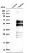 Dorsal Inhibitory Axon Guidance Protein antibody, PA5-53142, Invitrogen Antibodies, Western Blot image 