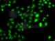 CBFA2/RUNX1 Partner Transcriptional Co-Repressor 2 antibody, A7033, ABclonal Technology, Immunofluorescence image 