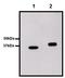 Glutathione S-Transferase Alpha 1 antibody, MA4-004, Invitrogen Antibodies, Western Blot image 