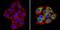 Sorting Nexin 1 antibody, PA1-836, Invitrogen Antibodies, Immunofluorescence image 