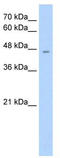 Rh Associated Glycoprotein antibody, TA346175, Origene, Western Blot image 