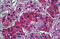 Calcium/Calmodulin Dependent Protein Kinase Kinase 1 antibody, MBS246513, MyBioSource, Immunohistochemistry frozen image 