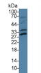 Cyclic AMP-dependent transcription factor ATF-1 antibody, MBS2027696, MyBioSource, Western Blot image 