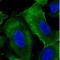 Ezrin antibody, NBP2-36760, Novus Biologicals, Immunocytochemistry image 