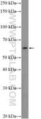 F-Box And WD Repeat Domain Containing 5 antibody, 18321-1-AP, Proteintech Group, Western Blot image 