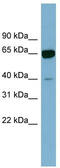 Zinc Finger Protein 169 antibody, TA342512, Origene, Western Blot image 