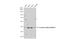 G Protein Subunit Alpha I1 antibody, GTX105292, GeneTex, Western Blot image 