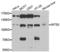 Integrator Complex Subunit 5 antibody, LS-C334842, Lifespan Biosciences, Western Blot image 