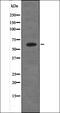 Presenilin 1 antibody, orb335972, Biorbyt, Western Blot image 