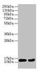 Eukaryotic Translation Initiation Factor 4E Binding Protein 2 antibody, CSB-PA007563YA01HU, Cusabio, Western Blot image 