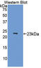 Microtubule Associated Protein 4 antibody, LS-C374140, Lifespan Biosciences, Western Blot image 