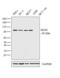 DNA mismatch repair protein Mlh1 antibody, MA5-15431, Invitrogen Antibodies, Western Blot image 