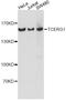 Transcription Elongation Regulator 1 antibody, A14850, ABclonal Technology, Western Blot image 