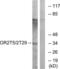 Olfactory Receptor Family 2 Subfamily T Member 5 antibody, LS-C120989, Lifespan Biosciences, Western Blot image 