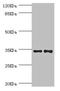 Nuclear Receptor Binding Factor 2 antibody, LS-C676184, Lifespan Biosciences, Western Blot image 