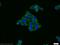 Serpin Family H Member 1 antibody, 10875-1-AP, Proteintech Group, Immunofluorescence image 