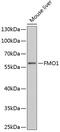 Flavin Containing Dimethylaniline Monoxygenase 1 antibody, 22-546, ProSci, Western Blot image 