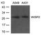 Cellular Communication Network Factor 5 antibody, PA5-49693, Invitrogen Antibodies, Western Blot image 