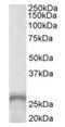 Paired Like Homeobox 2A antibody, orb12326, Biorbyt, Western Blot image 