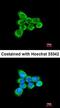 Solute Carrier Family 25 Member 13 antibody, orb69988, Biorbyt, Immunocytochemistry image 