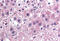 Interleukin 25 antibody, MBS245013, MyBioSource, Immunohistochemistry frozen image 