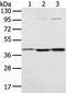Syntaxin-18 antibody, PA5-50799, Invitrogen Antibodies, Western Blot image 
