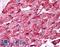 Caveolin 1 antibody, LS-B192, Lifespan Biosciences, Immunohistochemistry frozen image 