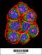 TATA-Box Binding Protein antibody, 62-397, ProSci, Immunofluorescence image 