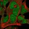 F-Box Protein 7 antibody, PA5-65118, Invitrogen Antibodies, Immunofluorescence image 