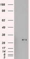 Goosecoid Homeobox antibody, TA500023S, Origene, Western Blot image 