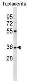 Olfactory Receptor Family 5 Subfamily AN Member 1 antibody, LS-C163227, Lifespan Biosciences, Western Blot image 