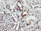 RNA-binding protein with multiple splicing antibody, LS-C175184, Lifespan Biosciences, Immunohistochemistry paraffin image 