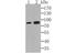 Kinesin Family Member 3A antibody, NBP2-76942, Novus Biologicals, Western Blot image 