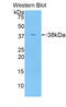 Angiopoietin Like 7 antibody, LS-C292828, Lifespan Biosciences, Western Blot image 