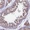 RING finger protein 17 antibody, HPA040111, Atlas Antibodies, Immunohistochemistry frozen image 