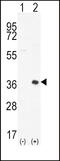 Pim-2 Proto-Oncogene, Serine/Threonine Kinase antibody, 63-295, ProSci, Western Blot image 