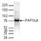 Poly(A) Polymerase Alpha antibody, TA347261, Origene, Western Blot image 