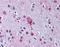 Lysophosphatidic Acid Receptor 4 antibody, TA316967, Origene, Immunohistochemistry paraffin image 