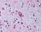 LPA4 antibody, TA316967, Origene, Immunohistochemistry paraffin image 