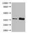 Alpha/beta-gliadin antibody, orb243824, Biorbyt, Western Blot image 